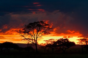 Vultures-in-Yellow-Fver-Acacia-tree-silhoutted-against-sunset-sky-Seronera-Serengeti-Tanzania