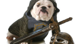 dog dressed up as a knight isolated on white background
