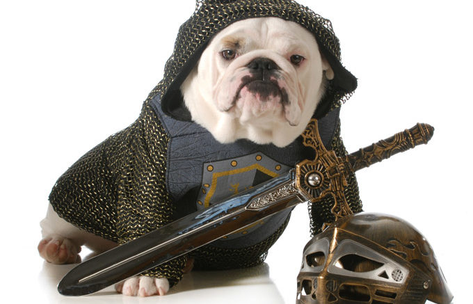dog dressed up as a knight isolated on white background
